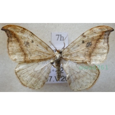 Drepana falcataria (Linnaeus, 1758) male Wycinka sierpianka Poland7h